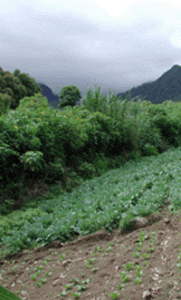 Slope farming