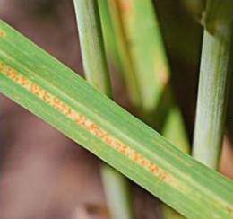 Stripe Rust (Madras disease) affecting a food crop.