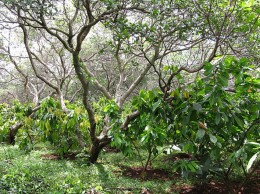 Cacao, the plant chocolate is produced from, grows under cashew trees. In 2010, Vietnam exported 196,000 tons of cashew for $1.14 billion.