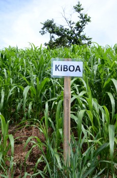 The Kiboa variety of adlai grass performed the best of the three tested in Claveria yielding 3.5 tons per hectare of grain. Image: Adrian Ares