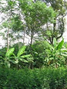 Typical landscape at Nanggung Subdistrict in West Java, Indonesia.